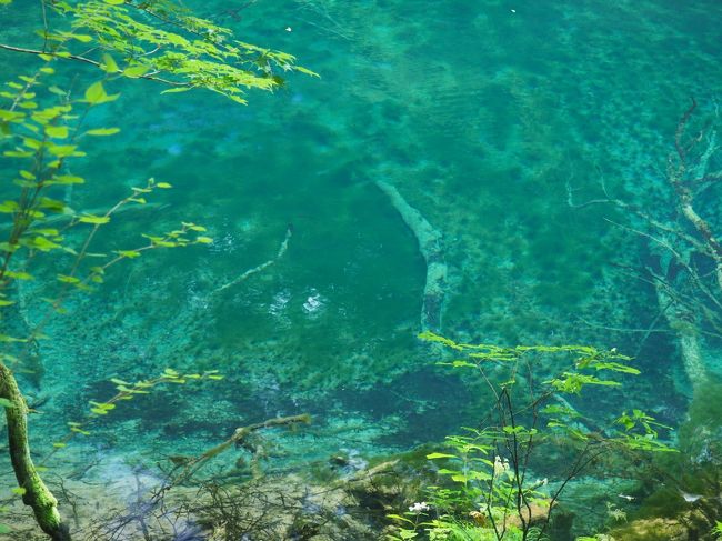 奥入瀬渓流、十二湖のハイキングと蔦温泉、不老不死温泉を巡るデトックス旅行です☆<br />夏の青森は避暑地で、清々しかったです(^^♪