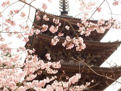 春の京都ひとり旅【１】一日目・醍醐寺の花見　桜も人もいっぱい
