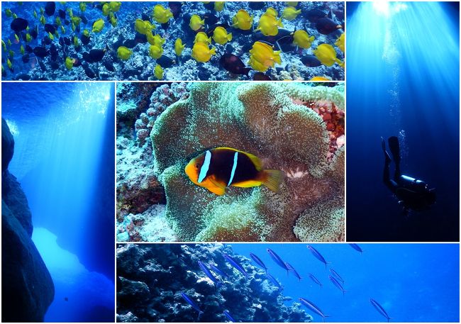 旅の後半、ロタ6泊での海にまつわる写真を集めました。昨年1日だけダイビングしたときのロタの海に衝撃を受けて、今年は5日間連続で潜りました。南鳥島沖に発生した台風5号が僅かに南西方向に動いており、徐々に海中に影響が出てきたので、後半は海況で潜れるポイントが限られてきましたし、濁りも出てきましたが、それでも美しい海でした。撮影機材はコンデジ(Nikon AW130)のみですが、ロタの海を少しでも感じて戴ければ嬉しく思います。<br /><br />今回の旅の旅行記の構成は以下の全8本になります。<br /><br />グアム編 ①<風景> ②<食事> ③<海> ④<花・その他自然><br />ロタ編 ①<風景> ②<食事> ③<海> ④<花・その他自然><br /><br />【ロタ編・行動概要】 <br />(7/23) レオパレスチェックアウト。スマイルレンタカー営業所にてレンタカーリターン&無料送迎にてグアム空港へ行き、UA6391にてサイパン経由でロタに向かう。ロタではベイビューホテルからの迎えの車に乗ってベイビューホテルへ。着後買い出しと、翌日からのダイビング代をショップに支払いに伺う。<br />(7/24)3ボートダイブ(センハノンドロップオフ、ロタホール、ハルノンドロップオフ)、夕食は「東京苑」。<br />(7/25)3ボートダイブ(サリガイポイント、サリガイトンネル&アーチ、サブチェイサー)、夕食は「ピッツァリア」。<br />(7/26)2ボートダイブ(センハノンドロップオフ、ピナタンリーフ)、夕食は「ピッツァリア」。<br />(7/27)2ボートダイブ(ファイアーワークス、テーブルトップ)、2本目終了後に足を捻挫。<br />(7/28)2ボートダイブ(ジェリーズリーフ、ジョアンズリーフ)、1本目でカメラ故障、夕食は「ピッツァリア」。<br />(7/29)ベイビューホテルの送迎にてロタ空港へ。US6390にてサイパン経由でグアム、UA873にて成田へ。車で帰宅。<br />