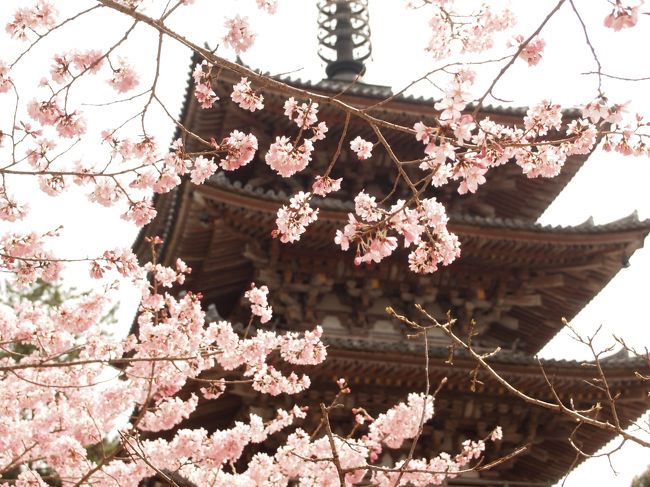 桜の咲く京都に旅してみたくて、でも、あまりに人が多いのも嫌だし、宿泊料も高いしと、ピークを外して４月５日出発。<br /><br />今回は最初から最後まで独り旅です。<br /><br />桜の満開時期からずらしたのに、２０１７年の春はいつまでたっても暖かくならず、全国的に桜の開花が遅れ、京都の桜は咲き始めたばかり。<br /><br />旅の初日は醍醐と宇治に行ってみました。