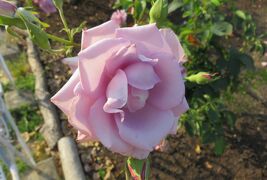 2017春、鶴舞公園のバラ(3/5)：マダム・ビオレ、ミケランジェロ、花房、フリュイテ