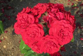 2017春、鶴舞公園のバラ(4/5)：レッド・クイーン、花房、ミカエル、ラバグルート