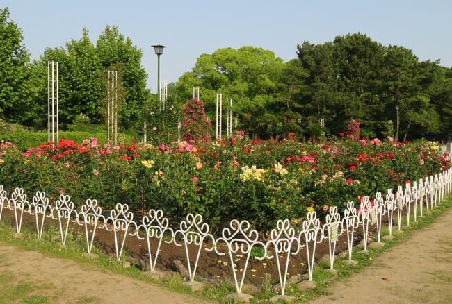 鶴舞公園のバラ紹介の締め括りです。満開の時には名前が特定しやすかった品種も、ピークを過ぎますと確認するのに骨が折れます。次は秋薔薇の時期の見学予定です。