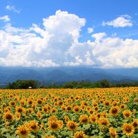 明野ひまわり畑・清泉寮　2017盛夏