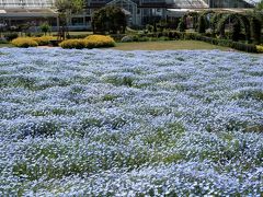 野田-1　花ファンタジア　ネモフィラ 花盛り　☆清水公園の有料植物園で