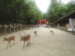 阿蘇美忍、5都物語～♪(^ー^)春日大社～奈良公園！