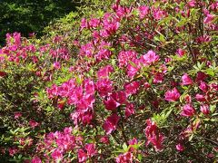 野田-7　清水公園 つつじまつり　花盛りの森　☆100種・2万株ものツツジ