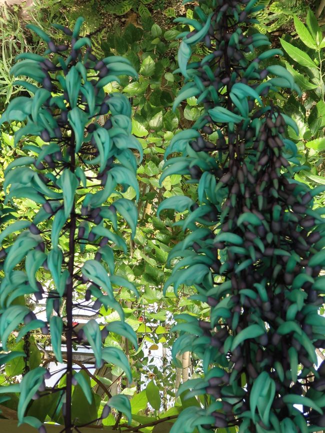 ヒスイカズラ（翡翠葛）は、マメ亜科に分類される常緑つる性植物。原産地はフィリピン諸島。<br />受粉はオオコウモリにより行われる。花弁は翡翠色であるが、これはコピグメント効果によるもので、色素としてマルビン・サポナリンが1:9の割合で含まれていること、表皮細胞のpHが7.9とアルカリ性に傾いていることによる。（フリー百科事典『ウィキペディア（Wikipedia）』より引用）<br /><br />ヒスイカズラ　については・・<br />https://minhana.net/wiki/%e3%83%92%e3%82%b9%e3%82%a4%e3%82%ab%e3%82%ba%e3%83%a9<br /><br />花ファンタジア　については・・<br />http://hanafantasia.jp/<br /><br />現在の清水公園は、フィールドアスレチック、キャンプ・バーベキュー場、ポニー牧場、アクアベンチャー、花ファンタジアなどの施設を設け、年間を通して年代を問わず多くのみなさまにご来園いただき、楽しんでいただける公園です。「桜」は、日本桜名所百選に選ばれるなど、全国でも有数の名所であるとともに、「つつじ」も関東有数の名所として知られています。他にも梅や牡丹、藤など約500種の花で四季折々楽しめ、秋には紅葉の美しさも堪能できる風光明媚な公園です。<br />（http://www.shimizu-kouen.com/history/history.html　より引用）<br /><br />清水公園　については・・<br />http://shimizu-kouen.com/<br /><br />野田市（のだし）は、千葉県北西部の東葛地域に位置する都市。人口約15.5万人で、千葉県内では12位。千葉県の最北端の市である。関東平野のほぼ中央に位置しており、市の東を利根川、西を江戸川、南を利根運河によって、三方を河川に囲まれている。利根川を挟んで対岸が茨城県、江戸川をはさんで対岸が埼玉県である。<br />東武鉄道野田線「野田市駅」周辺はキッコーマンの創業地であり、ここから毎日、全国に醤油が出荷されている。<br />（フリー百科事典『ウィキペディア（Wikipedia）』より引用）<br />