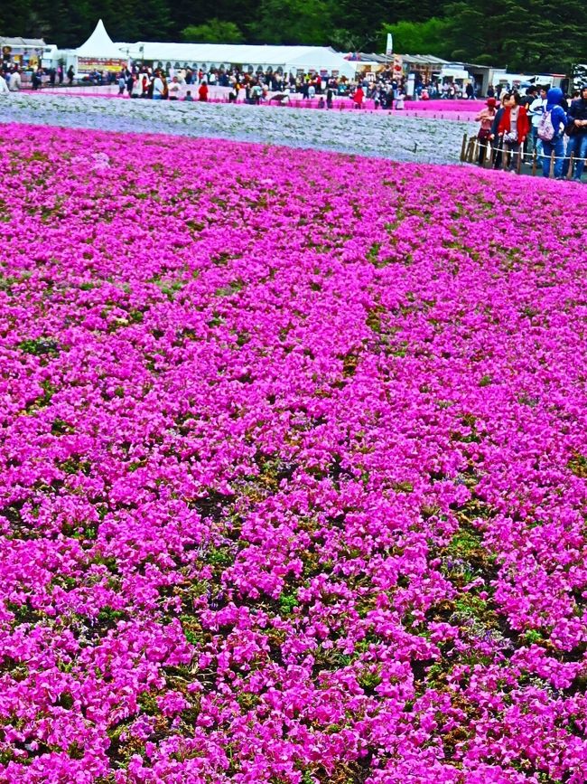 富士芝桜まつり<br />富士の裾野に見渡す限りのお花畑♪その規模、首都圏最大級！<br />富士芝桜まつりでは、富士山がくっきりと見えるロケーションの素晴らしさと色鮮やかに咲き誇る芝桜の美しいコントラストを楽しむことができます。<br />青空に富士山の残雪の白、裾野の青、新緑の緑、青い湖面の竜神池、芝桜の濃紅、薄紅、白、淡いブルー！<br />特に芝桜は約80万株の規模で、首都圏では秩父の羊山公園をはるかに上回るんですよ。<br />2017年は富士芝桜まつり10周年を迎え、全面的に芝桜を植え替えて更にパワーアップ。お花で描く地上絵が、どんな景色になるのか非常に楽しみですね。<br />会場は芝桜の絨毯の間を縫うように散策ルートが整備され、間近で芝桜を楽しみながら自然に触れ合うことができます。<br />芝桜の種類は全部で6種類。少しずつ色合いの違う可愛らしい花をじっくりと眺めながら歩いて下さいね。<br />また高さ3.8mの展望台から眺める景色もおすすめ。壮大な芝桜のパッチワークを一望できる展望台は撮影スポットとしても人気があります。<br />もう1つの撮影スポットとして人気があるのが芝桜で作られたミニ富士山。<br />角度によっては背後に本物の富士山を入れて、ダブル富士山の写真を撮ることもできますよ。<br />（http://da-inn.com/hujisibazakura-27288/　より引用)<br /> <br />富士芝桜まつり　については・・<br />http://www.shibazakura.jp/info/2017/05/post-54.html<br /><br />【ランチブッフェ　富士芝桜まつりと忍野八海』<br /> 1 京成津田沼(８：50発)--フジヤマテラス(約80種ブッフェ／60分)【11：30頃着】--本栖湖リゾート(芝桜観賞／60分)【13：10頃着】--忍野八海(自由散策／50分)【14：55頃着】--富士河口湖(買い物／20分)【16：05頃着】---京成津田沼(19：20)　[距離]311km  <br />