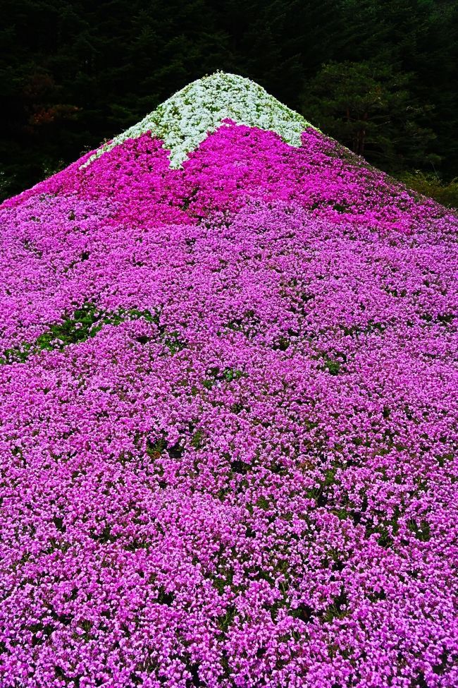 富士芝桜まつり<br />富士の裾野に見渡す限りのお花畑♪その規模、首都圏最大級！<br />富士芝桜まつりでは、富士山がくっきりと見えるロケーションの素晴らしさと色鮮やかに咲き誇る芝桜の美しいコントラストを楽しむことができます。<br />青空に富士山の残雪の白、裾野の青、新緑の緑、青い湖面の竜神池、芝桜の濃紅、薄紅、白、淡いブルー！<br />特に芝桜は約80万株の規模で、首都圏では秩父の羊山公園をはるかに上回るんですよ。<br />2017年は富士芝桜まつり10周年を迎え、全面的に芝桜を植え替えて更にパワーアップ。お花で描く地上絵が、どんな景色になるのか非常に楽しみですね。<br />会場は芝桜の絨毯の間を縫うように散策ルートが整備され、間近で芝桜を楽しみながら自然に触れ合うことができます。<br />芝桜の種類は全部で6種類。少しずつ色合いの違う可愛らしい花をじっくりと眺めながら歩いて下さいね。<br />また高さ3.8mの展望台から眺める景色もおすすめ。壮大な芝桜のパッチワークを一望できる展望台は撮影スポットとしても人気があります。<br />もう1つの撮影スポットとして人気があるのが芝桜で作られたミニ富士山。<br />角度によっては背後に本物の富士山を入れて、ダブル富士山の写真を撮ることもできますよ。<br />（http://da-inn.com/hujisibazakura-27288/　より引用)<br /> <br />富士芝桜まつり　については・・<br />http://www.shibazakura.jp/info/2017/05/post-54.html<br /><br />【ランチブッフェ　富士芝桜まつりと忍野八海』<br /> 1 京成津田沼(８：50発)--フジヤマテラス(約80種ブッフェ／60分)【11：30頃着】--本栖湖リゾート(芝桜観賞／60分)【13：10頃着】--忍野八海(自由散策／50分)【14：55頃着】--富士河口湖(買い物／20分)【16：05頃着】---京成津田沼(19：20)　[距離]311km  <br />
