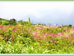 雲上のお花畑を見に夏の伊吹山へ～近くのバイカモも訪ねて～