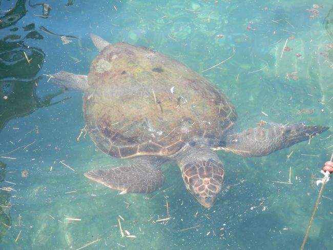 2017JUL･ギリシャ・クレタ島・ハニアの港で竜宮城に連れて行ってくれそうな大きな亀さんを見つけました。