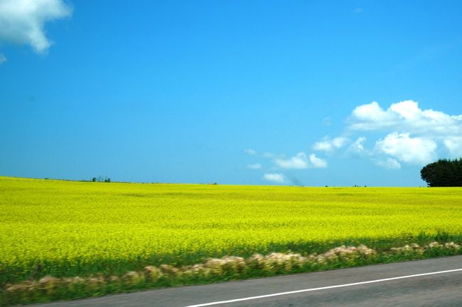 今回の旅の目的は、もちろん「赤毛のアン」を感じること！<br /><br />でもそれは、私だけのお楽しみだもんね。<br />「アン」には特に思い入れのない夫の為にも何か楽しんでもらえるもの、と言う事で考えたのはやっぱりP.E.I.の美しい風景！<br />そしてプラスすることの、P.E.I.と言えば、島中に点在する灯台巡りも楽しいんじゃないかと勝手に理由付けして（笑）、灯台巡りも楽しむことに。<br /><br />中でも、東の端の「イーストポイント灯台」と北の端の「ノースケープポイント灯台」の二つを回れば訪問証明書がもらえると言う事で、俄然回る気満々。<br />長距離ドライブも楽しみながら、灯台巡りをしてきました。<br /><br />と、言いつつまたまたトップの写真は全然関係ない菜の花の写真。^^;<br />だって、灯台の写真、どれを選んでいいのかわからないし、印象に残ったのはこの青い空と黄色い菜の花畑だったんですもの～。<br />やっぱりP.E.I..の景色はどこを撮っても素晴らしい！<br /><br />今日立ち寄ったところ<br />　・ノースケープポイント灯台<br />　・ウエストポイント灯台<br />　・ポテト博物館<br />　・プリザーブカンパニー<br />　・グリンゲイブルス博物館<br /><br />＊＊＊＊＊＊＊＊★　日　程　★＊＊＊＊＊＊＊＊<br /><br />　　７／１３（木）　千歳⇒成田⇒Ｂｏｓｔｏｎ（ＪＡＬ００８便）<br />　  ７／１４（金）　Ｂｏｓｔｏｎ⇒Ｈａｌｉｆａｘ（ＡＣ８８９４便）<br />　　　　　　　　　　Ｈａｌｉｆａｘ⇒レンタカーにてシャーロットタウン<br />　　７／１５（土）　イーストポイント灯台等東海岸　<br />　　７／１６（日）　キャベンディッシュへ　<br />　★７／１７（月）　ノースポイント灯台等北海岸<br />　　７／１８（火）　ＰＥＩを離れルーネンバーグへ　<br />　　７／１９（水）　ルーネンバーグ⇒Ｈａｌｉｆａｘ　ペギーズコープ<br />　　７／２０（木）　Ｈａｌｉｆａｘ⇒ボストン（ＡＣ８８９３便）<br />　　　　　　　　　　Ｂｏｓｔｏｎ市内観光＆レッドソックス試合観戦<br />　　７／２１（金）　Ｂｏｓｔｏｎ⇒成田（ＪＡＬ００７便）<br />　　７／２２（土）　成田⇒千歳　