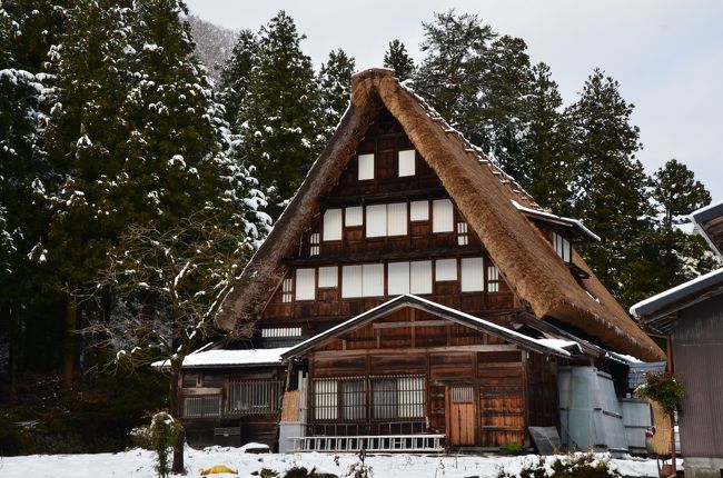 年末に合掌造り集落を満喫すべく富山県五箇山と岐阜県白川郷を訪れました。<br />私的には合掌釣りの家には雪が似合う気がしています。<br />また、北陸の雪ですから水を含んで重たいこと重たいこと。<br />北海道に住んですっかり忘れていました。<br />ここでは、五箇山周辺での旅行記をまとめたいと思います。<br />