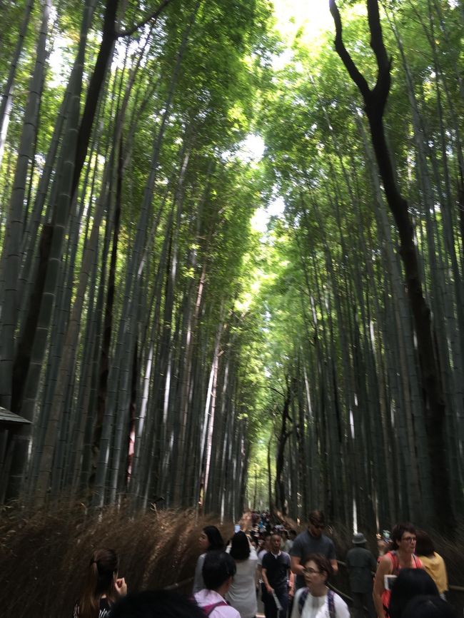 大好きなアーティストのライブで大阪へ行ったので、翌日に京都の嵐山に弾丸で行ってきました。<br />半日くらいしか時間がなかったけど、竹林とトロッコでちょっと涼しい気持ちになりました☆<br />