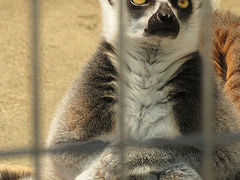 小さな動物園みっけ【上尾丸山公園しょうどうぶつえん】