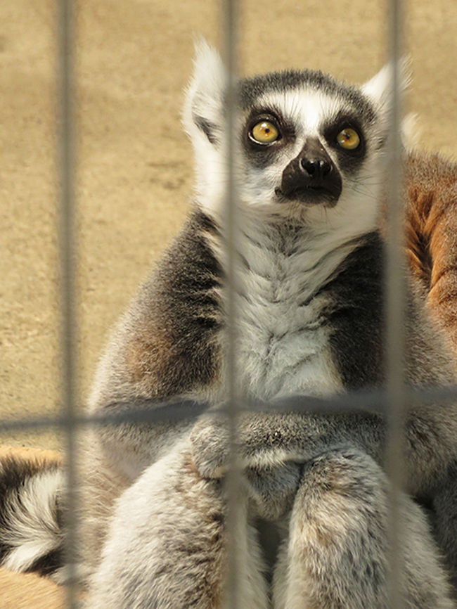 公園の紹介サイトを見ていたら、みつけちゃいました。<br />無料の小さな動物園、ここはあんまり紹介されていないみたい。<br />なので、とりあえず行ってみたら、しょうぶ祭りもやってました。<br />ちょっと遅かった感じなのが残念でしたが。<br /><br />ワオキツネザルがもっと見たい方は<br />http://iiyudanya.asablo.jp/blog/