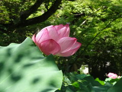 真夏の奈良旅 ２日目(興福寺と春日大社と唐招提寺と薬師寺と)