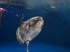 盆休みに仙台うみの杜水族館観察記