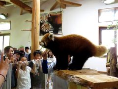 真夏のレッサーパンダ紀行【３】 茶臼山動物園　お散歩イベント中止で心配だったロン君・・・なんと夏期限定リンゴあげイベント開催です！！