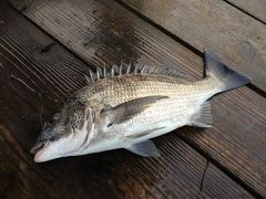 はじめてのいかだ釣り　いん　賢島