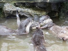 2017年お盆の３日連休初日は自宅から最も近い智光山公園こども動物園へ（前編）コツメカワウソ特集：三つ子の赤ちゃんの泳ぎの練習が見たくて