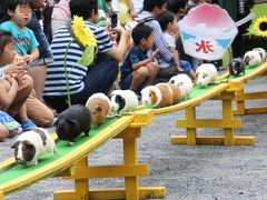 2017年お盆の３日連休初日は自宅から最も近い智光山公園こども動物園へ（後編）マーコールの赤ちゃんや楽しいカピバラ・カップルや日本一長いテンジクネズミのおかえり橋とおうちにダッシュで帰るヤギほか