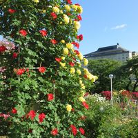 そうだ花を見よう!!～今年は花巻のバラ園へ♪ついでにグルメも楽しみます～