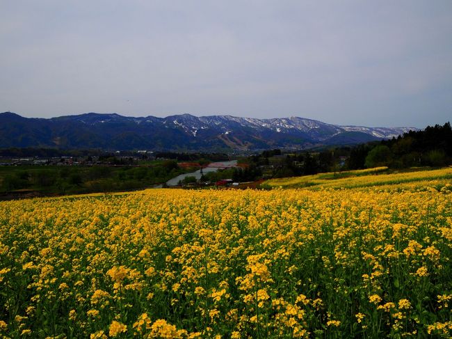 2017　ＧＷ　北海道旅行の帰り道、信州飯山市で行われている「菜の花まつり」を堪能して来ました。<br /><br />菜の花畠に入り日薄れ」で始まる唱歌「おぼろ月夜」の情景が残り、千曲川も眺望することができる菜の花公園。毎年5月の連休に開催。千曲川と残雪抱く関田山脈を背景に約13haもの黄金色の菜の花畑が広がり観光客を楽しませています。<br /><br />数十年前にも訪れた事が有りまますが、以前に比べると菜の花畑の規模も比べ物にならないくらい広がっていて壮大な景観になっています。<br /><br />参考　公式ＨＰ<br />http://www.iiyama-nanohana.jp/