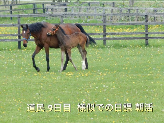 日高山脈を望んで牧歌的な風景が広がる「サラブレットの町」 様似（さまに）<br />今回、ちょこっと暮らしを様似に決めたことを道産子の友人達に伝えると<br /><br />様似？ なーんもないよ （←確かに）<br /><br />サラブレット王国 日高において新冠は 名馬を輩出で超有名<br />それが故、観光客も多く<br />ご多聞にもれず、マナーの悪いカメラマンもいたりして。。。<br /><br />数年前、若駒（仔馬）に会いてくて新冠を訪問<br />何日か滞在して そう言うことも 実感した<br /><br />若駒と触れ合いたい！ リベンジも兼ねて、迷わず様似に決定<br /><br />サラブレット王国 日高 様似町<br />様似での日課、朝活を紹介します