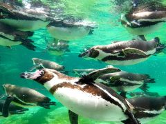 2017年夏休み!:葛西臨海水族館＆葛西臨海公園で夏休み自由研究を完成しに！？(家族３人で)＋午後は近所のプールに個々のお友達と行ってました!