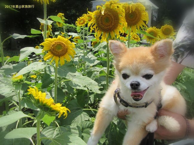 ◆犬旅◆　長野【ペンシオーネ美し松】～車椅子でも安心バリアフリー＆犬(ペット)もＯＫな夏旅～週末２日間(2017.8)