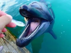 めがね君が行く！やいまの旅 with ゆかいな仲間たち【イルカと遊ぼっ！編】