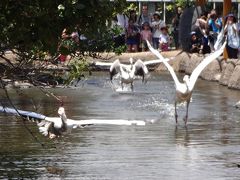 真夏の初神戸　4　神戸どうぶつ王国＆UCCコーヒー博物館