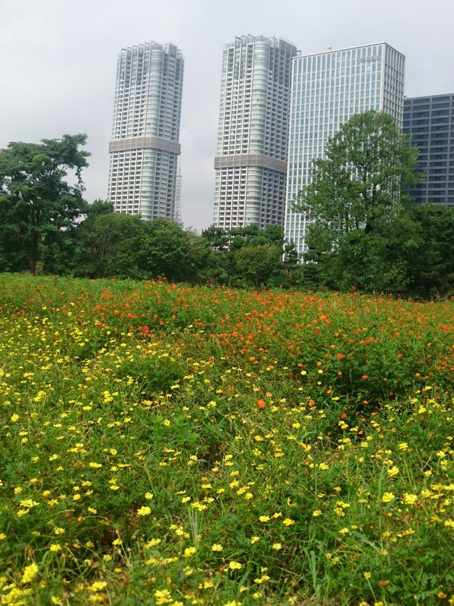 キバナコスモスが見頃を迎えたらしいので、<br />東京都中央区の浜離宮恩賜庭園をお散歩してきました。<br /><br />徳川将軍家の庭園で、国の特別名勝及び特別史跡に指定されています。