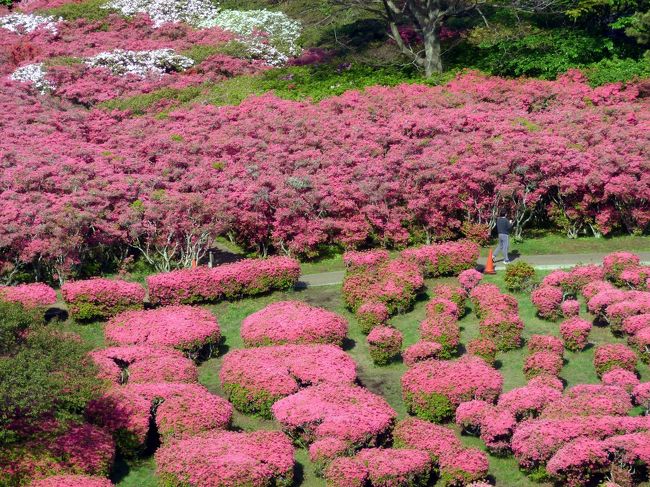 ＧＷ二日目も朝から穏やかな晴天に恵まれて、多くの人出が予想されます。<br /><br />そこで、観光客が出る前に、季節の観光地を巡ろうと、朝食前にホテルを出ます。<br />