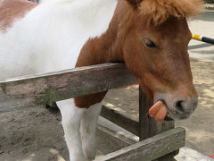 ちいさな無料動物園だけど濃いキャラがいるよ