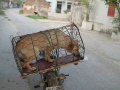ベトナム北部 衝撃 ドナ ドナ ドナ ドーナ 連れられて行く犬の行方 今晩は鍋 ニンビン ベトナム の旅行記 ブログ By Palさん フォートラベル