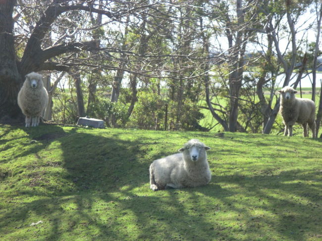 　長女のホームステイ旅行記です。<br /><br />　初めてニュージーランドに行きました。行く前からの想像通り、ニュージーランダーはみなさん親切だし、羊は可愛いし、で大満足の滞在になりました。<br />　季節は冬でしたがなんだか心がほっこりする国でした。ラム肉も苦手で、食事の心配をしていたのですが、本場のラムは別格。癖が全くなくおいしかった。