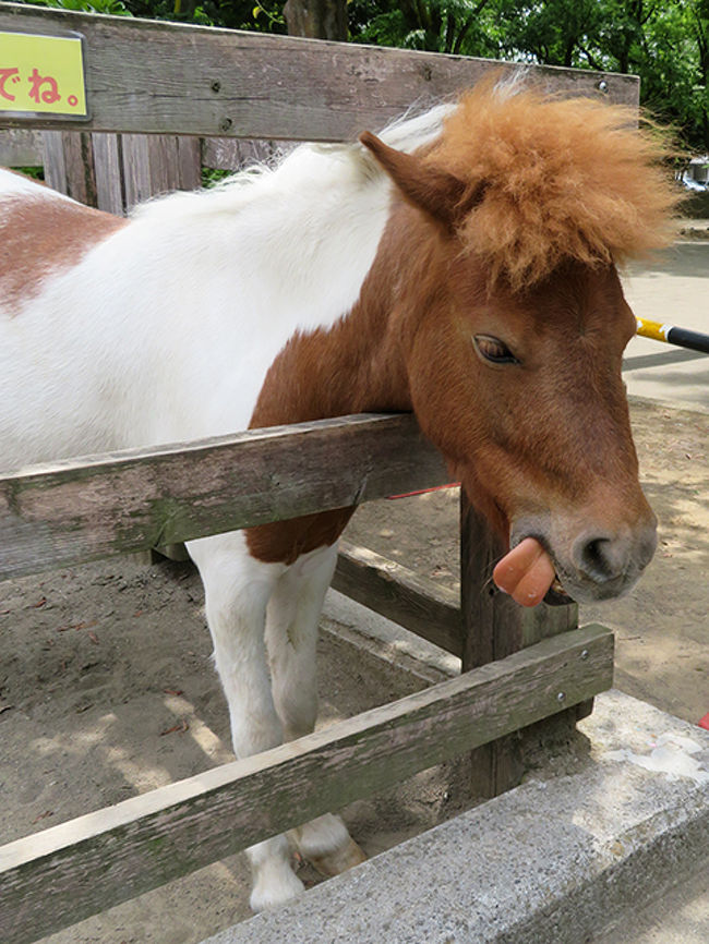 板橋区に無料のこども動物園が２つあります。<br />大型動物もハデなメンバーもいないので、あまり期待せず行ってみたら、<br />なんだか濃ゆいポニーちゃんたちがいました。<br /><br />このテヘペロちゃんは分園のひまわりちゃん<br />たぶんおんなのコですね。<br /><br />動物好きさんはこちらもどうぞ<br />『鳴ぐごはいねが』<br />http://iiyudanya.asablo.jp/blog/