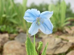 白馬五竜高山植物園♪～２０１７～