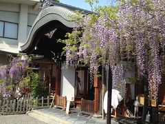 2016年4月：京都散歩（藤と桜の春日神社・ねことつつじの梅園神社）