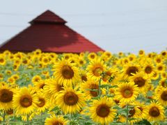 ２０１７　盛夏の花巡り♪