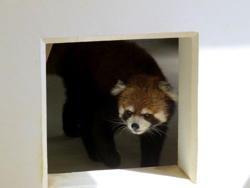 真夏のレッサーパンダ紀行【５】 福知山市動物園＆天王寺動物園