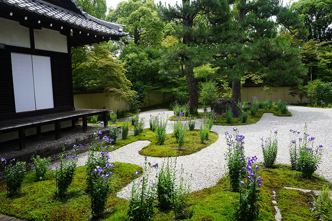 梅雨の中休み。<br />桔梗を鑑賞しに行って来ました。<br /><br />過去の京都・京都市上京区散歩記<br /><br />関西散歩記～2017 京都・京都市上京区編～<br />http://4travel.jp/travelogue/11219451<br /><br />関西散歩記～2016 京都・京都市上京区編～<br />http://4travel.jp/travelogue/11123020<br /><br />京都まとめ旅行記<br /><br />My Favorite 京都 VOL.2<br />http://4travel.jp/travelogue/11120777<br /><br />My Favorite 京都 VOL.1<br />http://4travel.jp/travelogue/10945390