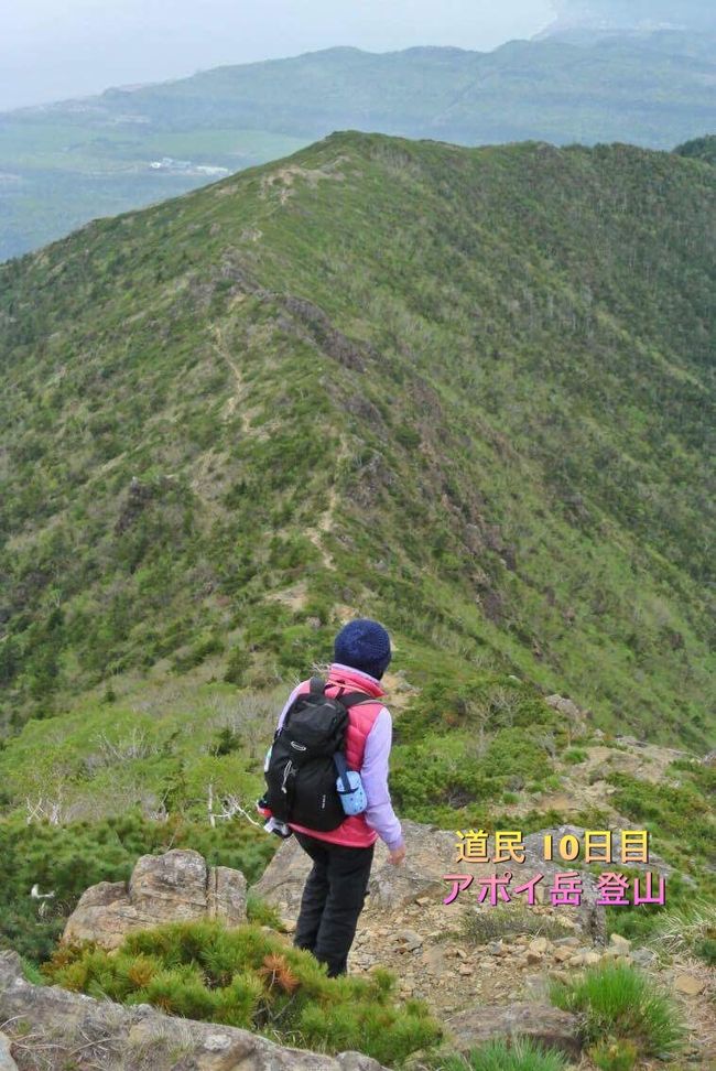 5月のアポイ岳は高山植物の楽園   2000m級の山に登った気分になれる不思議な魅力（13）