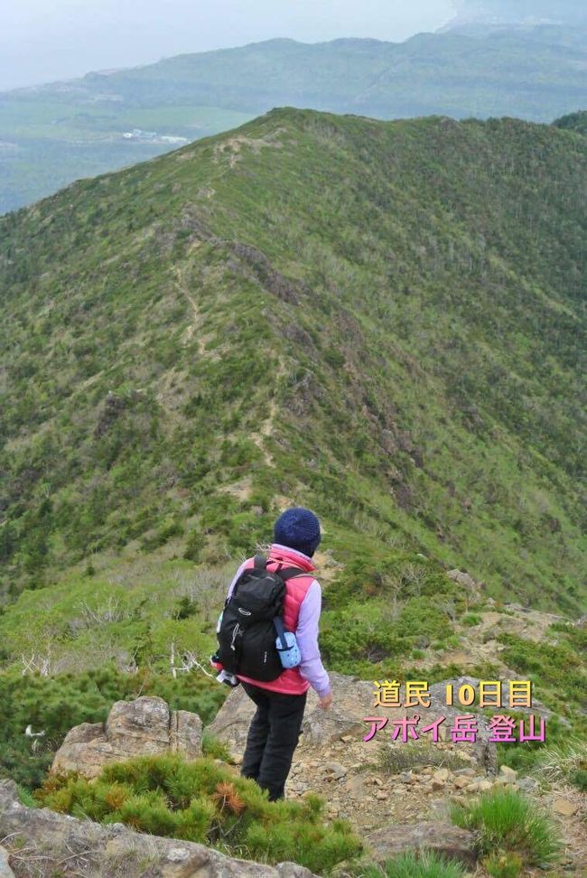 道民10日目 様似でのメインイベント 【アポイ岳登山】<br /><br />アポイ岳は滞在中のベストの日に登る予定にしていたものの<br />今の所、ずーと曇&amp;霧で 様似の青空をまだ見れてない<br /><br />毎朝 アポイ岳の山頂チェック<br />昨日も今日も霧がかかってる<br /><br />山頂まで行けなくても<br />山小屋まででもいいので 濃霧だけど決行<br /><br />でも！でも！でも！ 奇跡が起きたぁ～ぁぁぁああ！<br /><br />スタート時点で青空に<br /><br />青空の他にもね<br />次から次へと奇跡が！<br />それらは本文で紹介するとして<br /><br />アポイ岳の感想は 【とっても魅力ある山】<br /><br />標高は810mで、どちらかと言えば低山。<br />だけど標高が低いにもかかわらず<br />2000m級の山に登った気分になれるから、あら不思議<br /><br />ではでは その不思議をご覧あれ～<br /><br /><br /><br /><br /><br /><br /><br /><br /><br /><br /><br /><br /><br /><br /><br /><br /><br /><br /><br />