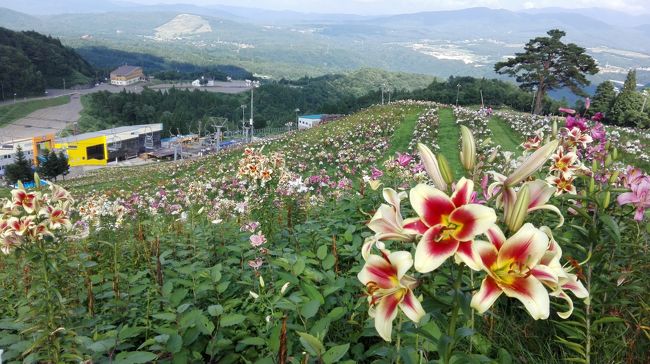 満開の時期のゆり園、想像以上に素晴らしかった。<br />ゆりがあんまり咲いてないとイマイチらしい。<br />写真のコメントは割愛します・・