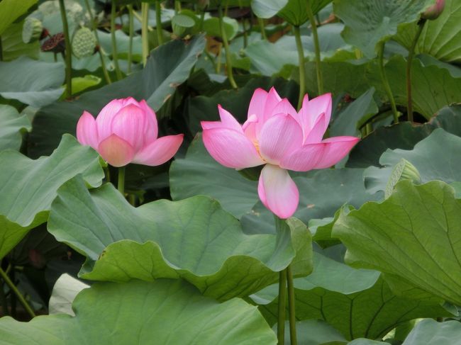 今年の夏は雨が多い。<br />最初のプランでは、黒姫・妙高に行こうとしたのです。<br />ところが、週間天気予報では連日の雨もよう…<br />山に行くのに、雨では困るのだ。<br />急遽、宿替えしてプラン変更。お宿の方々」ごめんなさいませ…<br /><br />表紙写真は善光寺の蓮の花です。<br /><br />