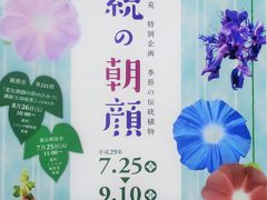 歴博ｃ  くらしの植物苑 　≪伝統の朝顔≫展で　☆大輪あさがお・ヒョウタン/アイも